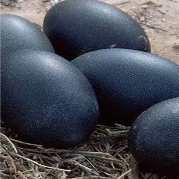 kadaknath Egg - Image 2